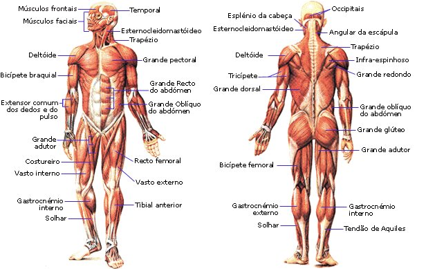 principios de todo sistema muscular
